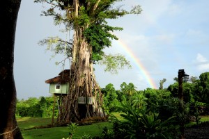 2015.4.3-Lupe-Sina-Treesort-Tiavi-Upolu-Samoa   